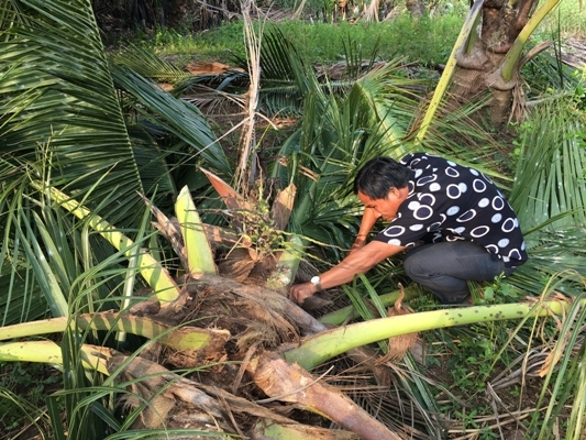 Bất[-]an[-]với[-]đặc[-]sản[-]đuông[-]dừa